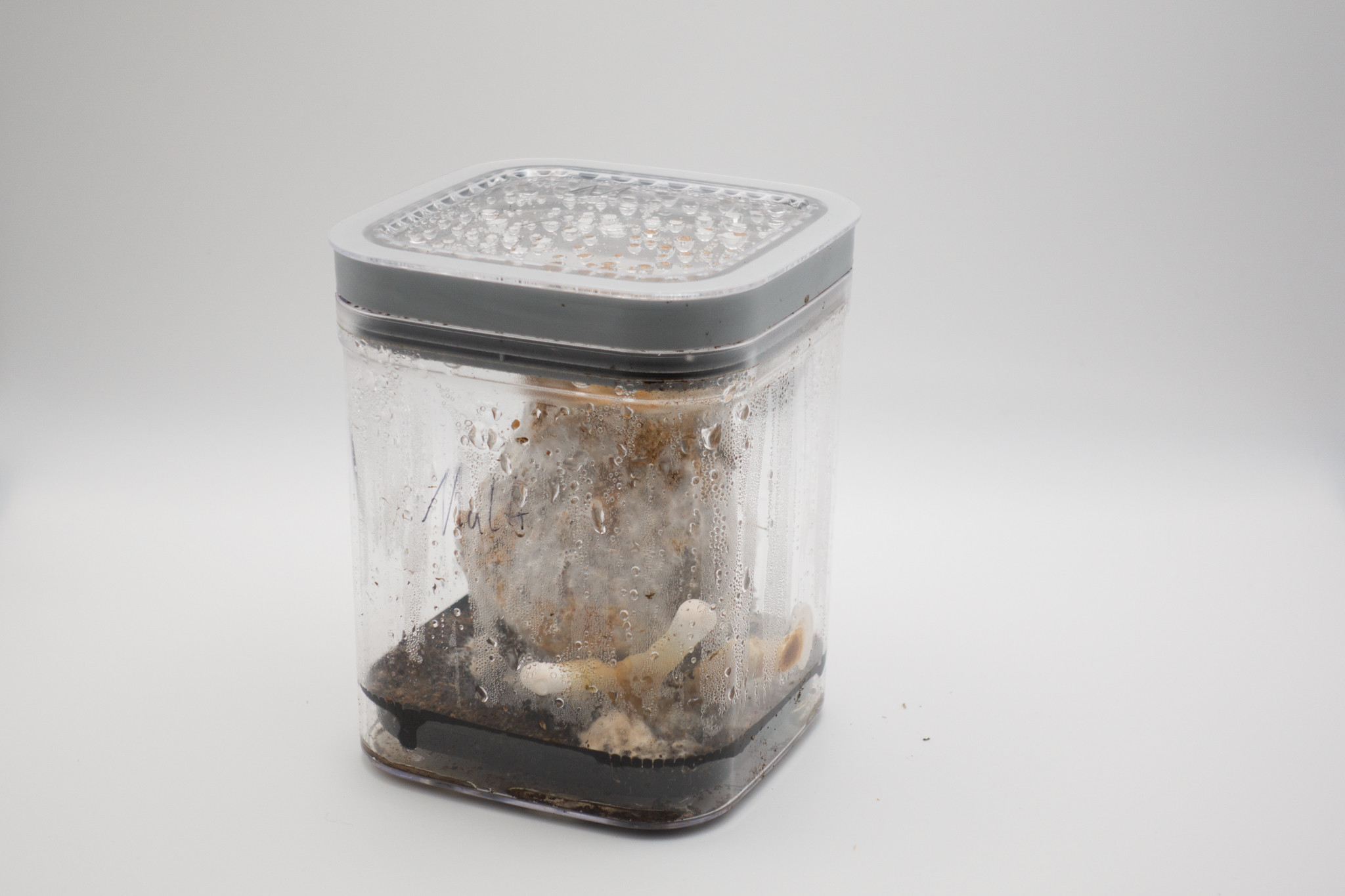 MyzelFusion detail 7